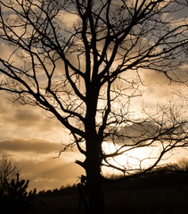 Baum im Sonnenuntergang
