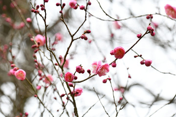 梅