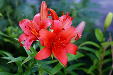 Scarlet Lily Flowers