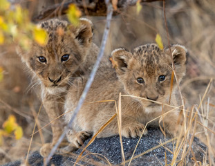 Fototapeta na wymiar Curious and cautious lion cubs in the wild