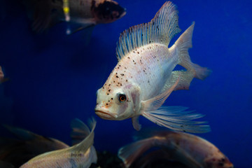 Long Tail Red Tilapia fish swimming in a pond.