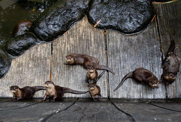 The Asian small-clawed otter (Amblonyx cinerea), also known as the oriental small-clawed otter or simply small-clawed otter