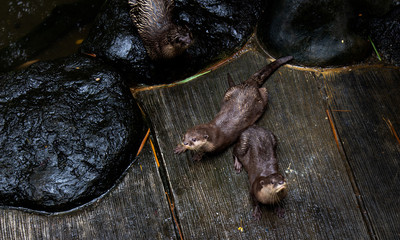 The Asian small-clawed otter (Amblonyx cinerea), also known as the oriental small-clawed otter or simply small-clawed otter