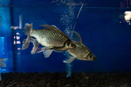 Long Tail Java Barb (Puntius Brevis), also known as the silver barb, Tawes Slayer fish.soft focus 