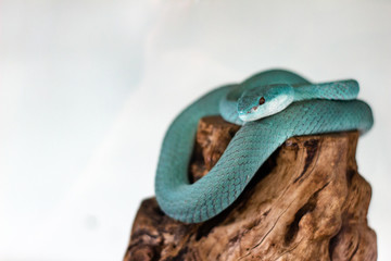Blue viper snake closeup on branch, viper snake, blue insularis, Trimeresurus Insularis, animal closeup.