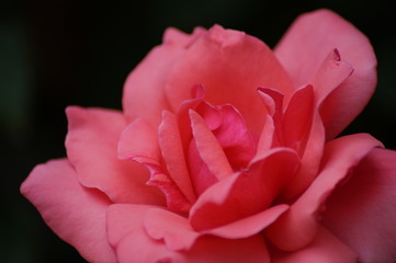 blühende Rose