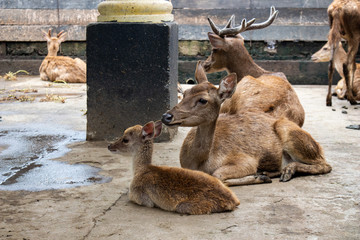 Poor Deer capture in the cage of the zoo,deer breeding
