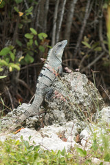  iguana posada en  piedra en el caribe 