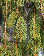 Pine tree branch closeup in winter time