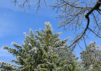 Pine tree with rime in winter time