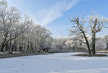Winter woods at the lakeside