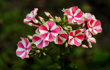 Obraz premium Bright phlox