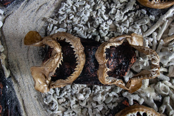 Tooth fossil, fish tooth preserves of prehistoric animals, Fossil trilobite imprint 