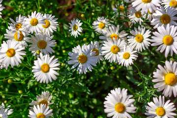 Fototapeta premium Summer landscape with field of camomiles at sunny day. Camomile daisy flowers, wild flowers for the cover, banner, post card. Homeopathic plant, medicine herb.