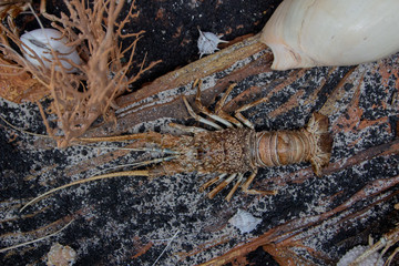 Dead stuffed lobster in a museum