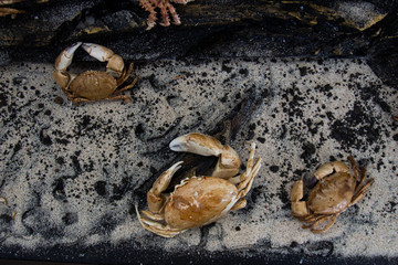 Crab fossil, crab preserves of prehistoric animals, Fossil trilobite imprint 