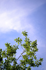 Natural background with green tree branches on blue sky 