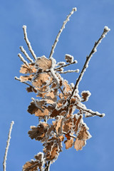 Leaves of the plant in winter time