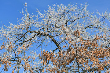 Trees in the woods in winter time