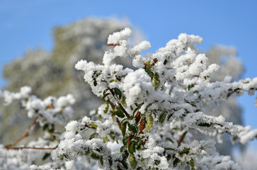 Trees in the woods in winter time