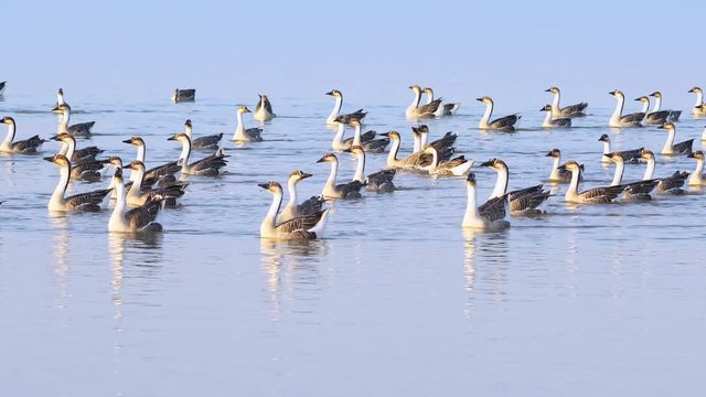 A flock of wild geese swimming in the lake; wild waterfowl in nature