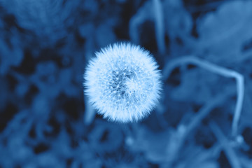 Beautiful close up picture of a dandelion in the grass in the trendy classic blue color of the year.