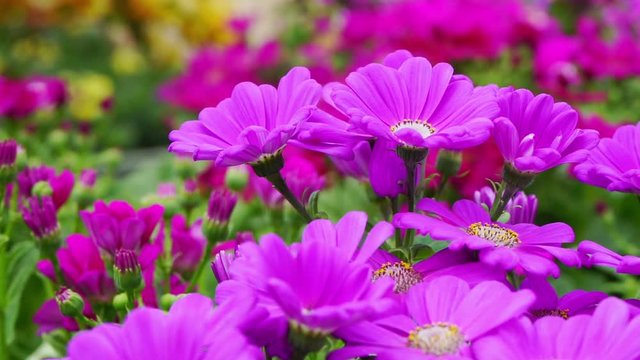 Beautiful peach daisies in a garden in spring