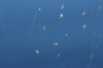 flies trapped in spider web
