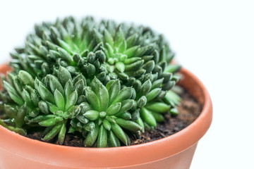 Succulent in a pot, green and fresh plant isolated on a white background