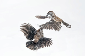 Battle between Spotted nutcracker in high mountain (Nucifraga caryocatactes)