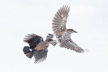 Battle between Spotted nutcracker in high mountain (Nucifraga caryocatactes)