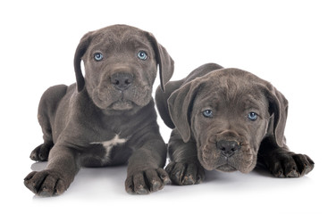 Fototapeta premium puppies cane corso