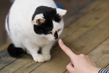 猫と人
