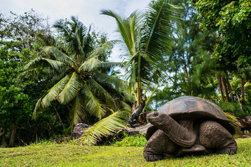 Aldabra giant tortoise, Curieuse Marine National Park, Curieuse, Seychelles - obrazy, fototapety, plakaty
