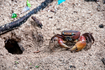 Spider Crab, Neosarmatium meinerti in the mangroves on Curieuse, Seychelles.
