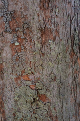abstract textured surface of old tree bark. Natural tree Texture background. wooden roughened...
