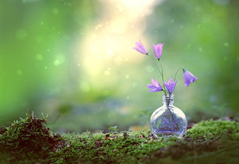 blue campanula flowers. beautiful natural backdrop. lilac flowers bells in forest. copy space. shallow depth, close up. 