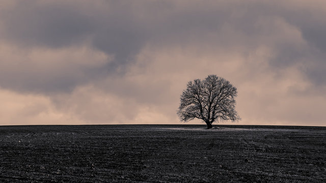 Lone bare tree on green farm field, toned image