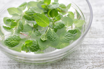 ハーブ系の緑のスペアミント