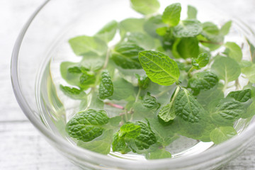 ハーブ系の緑のスペアミント