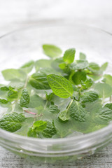 ハーブ系の緑のスペアミント