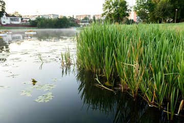 River in the city park.