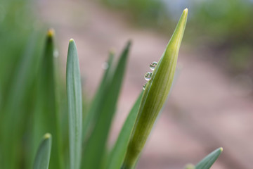 スイセンのつぼみに付いた水滴
