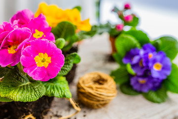 Obraz na płótnie Canvas The first spring colorful flowers ready for planting.