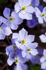 春の花畑の紫色の可愛い花　タツタソウ