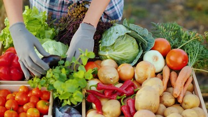 The seller at the farmers market lays out vegetables on the counter