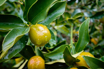 フレッシュな金柑