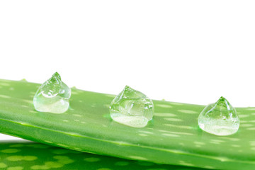  Aloe vera leaves with aloe vera gel drops isolated on white background. - obrazy, fototapety, plakaty