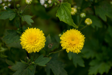 Common Dandelion