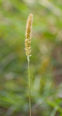 Timothy Grass.